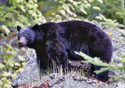 Ursus americanus